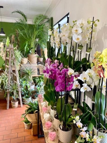 Comment entretenir mon orchidée, les conseils de votre fleuriste Fior Fleurs 