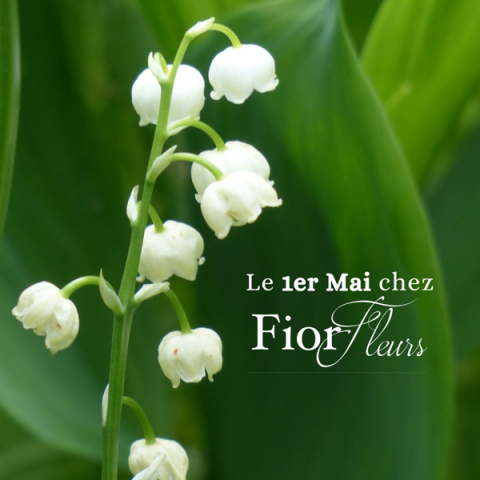 Le 1er Mai pour la fête du muguet, rendez vous chez votre fleuriste Fior Fleurs