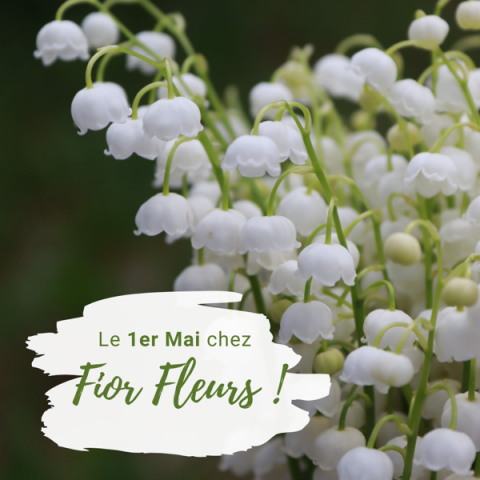Le 1er Mai 2023 pour la fête du muguet, rendez vous chez votre artisan fleuriste Fior Fleurs