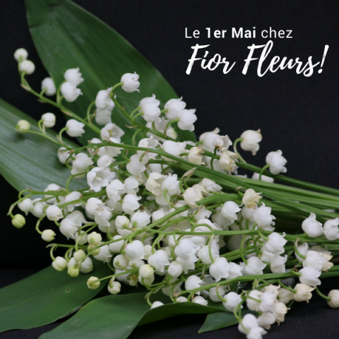 Fior Fleurs vous souhaite un 1er Mai plein de bonheur! Réservez votre muguet chez votre fleuriste