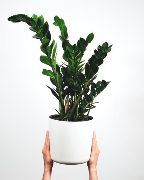 Comment entretenir mon Zamioculcas (plante d'intérieur)