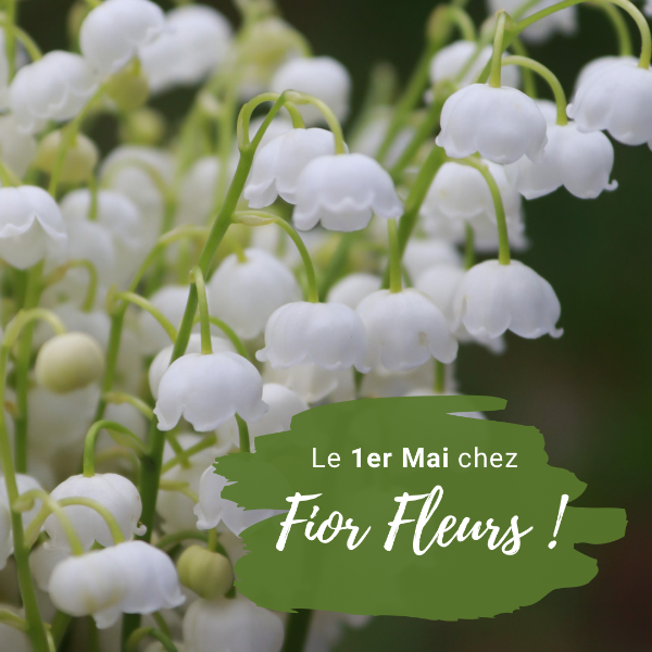 Le 1er Mai pour la fête du muguet, rendez vous chez votre artisan fleuriste Fior Fleurs