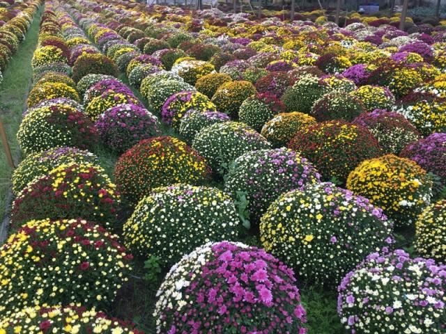 La Toussaint 2019 avec Fior Fleurs
