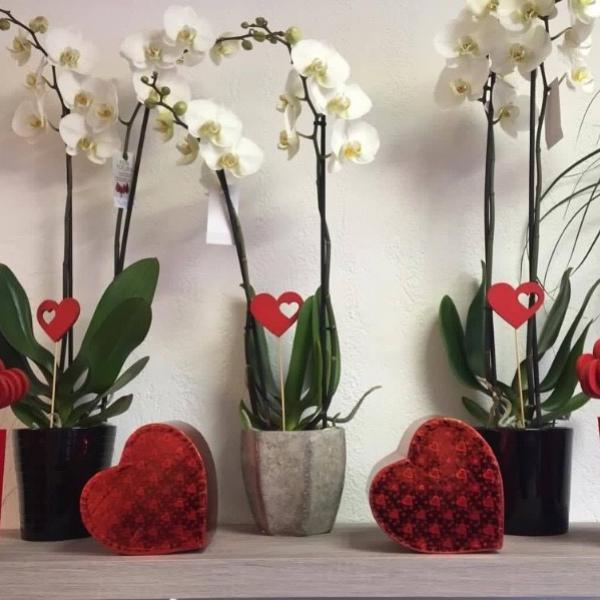La saint Valentin approche à grand pas 