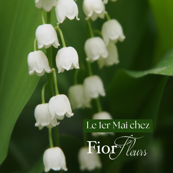 Le 1er Mai 2026 célébrez la Fête du Muguet avec Fior Fleurs