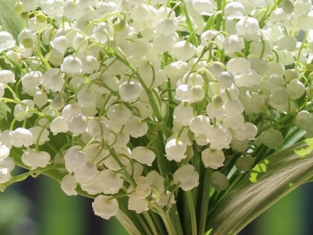 Compositions de muguet - Artisan Fleuriste à Saint André de la Roche