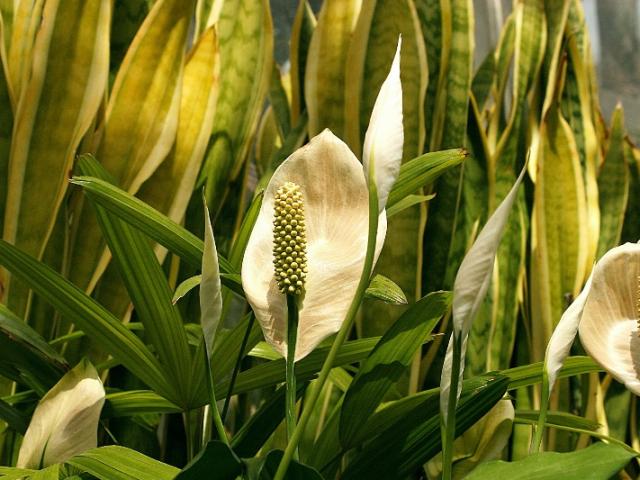 Anthurium : entretien, conseils et livraison