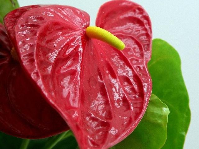 Anthurium : entretien, conseils et livraison