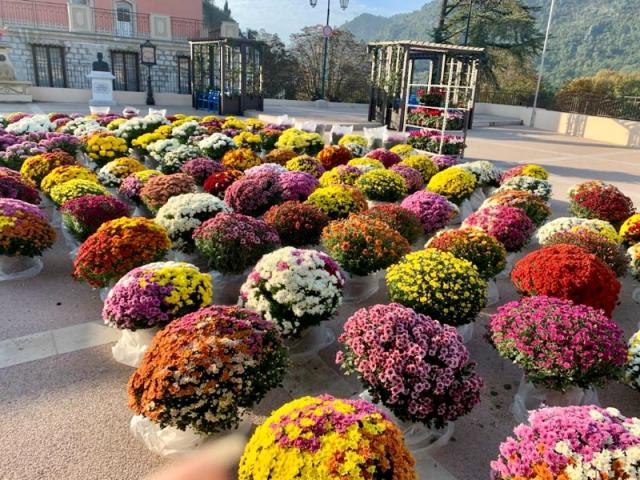 Les Chrysanthèmes - Nos création florale pour la Toussaint