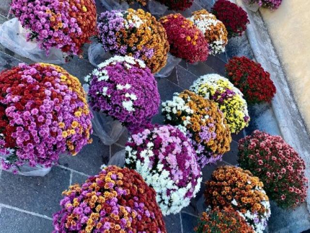 Les Chrysanthèmes - Nos création florale pour la Toussaint