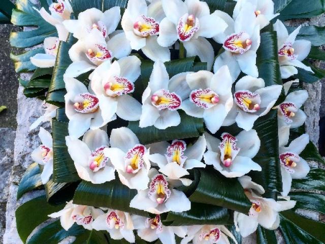 Coussin d'orchidées
