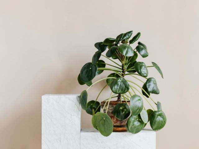 Acheter un Pilea Peperomioides à Nice – Livraison rapide avec Fior Fleurs