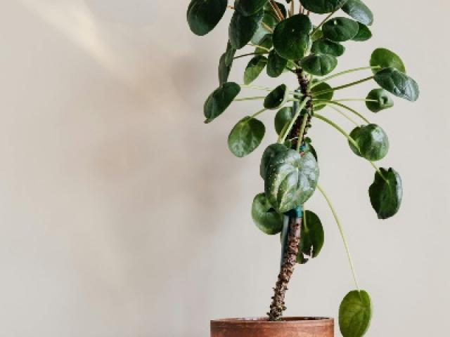 Acheter un Pilea Peperomioides à Nice – Livraison rapide avec Fior Fleurs