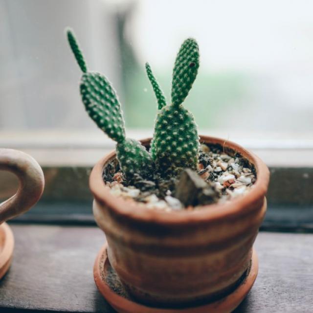 Le cactus : une plante décorative et facile à entretenir