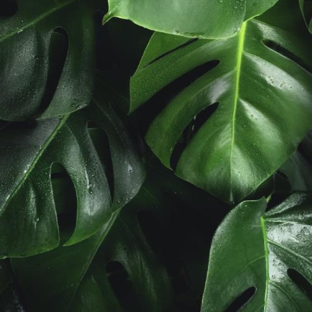 Le Monstera : une plante d'intérieur populaire