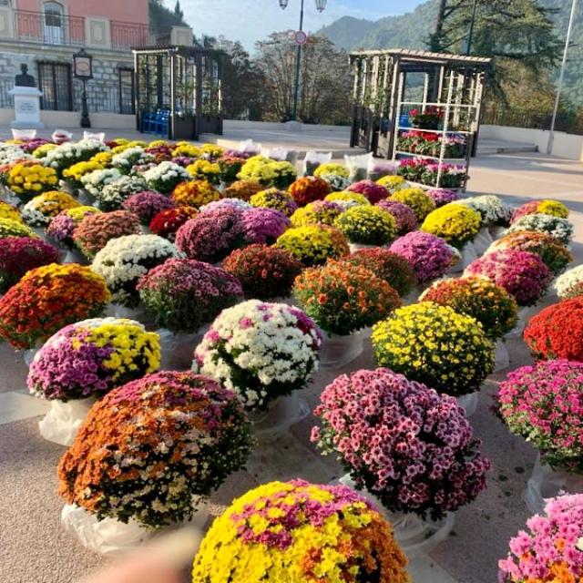 Les Chrysanthèmes - Nos création florale pour la Toussaint