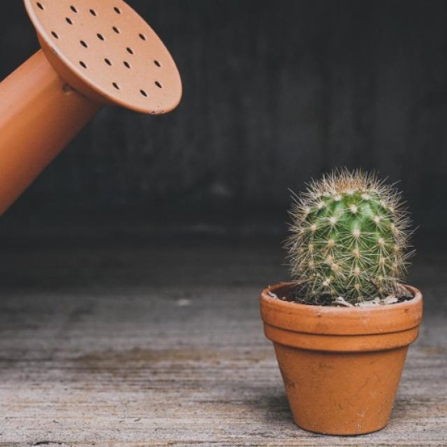 Le cactus : une plante décorative et facile à entretenir