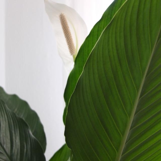 Spathiphyllum (fleurs de lune)