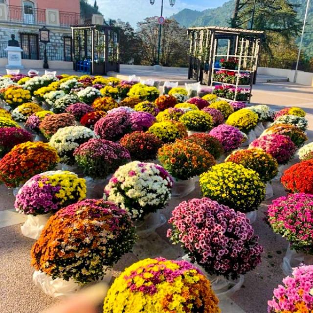 Chrysanthèmes, cyclamen, bruyère, kalanchoé