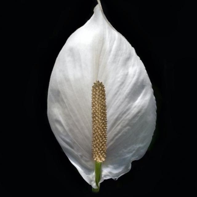 Spathiphyllum (fleurs de lune)