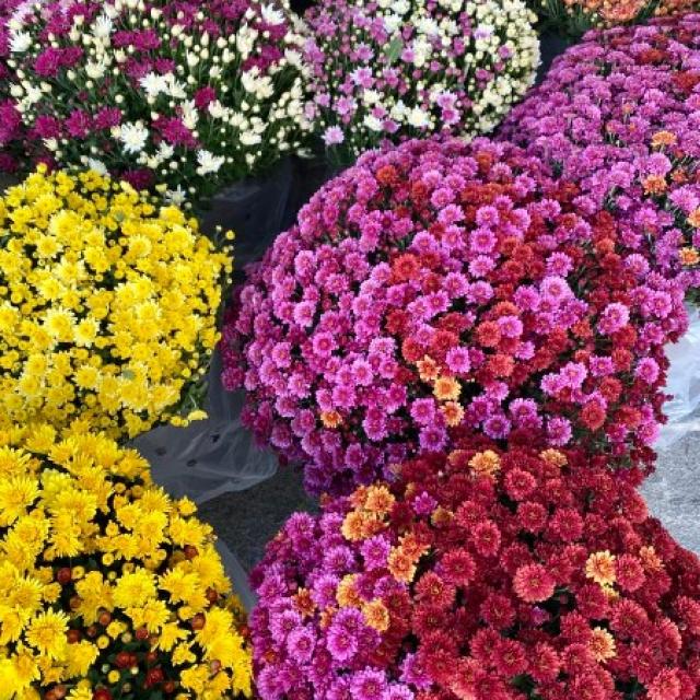 Les Chrysanthèmes - Nos création florale pour la Toussaint