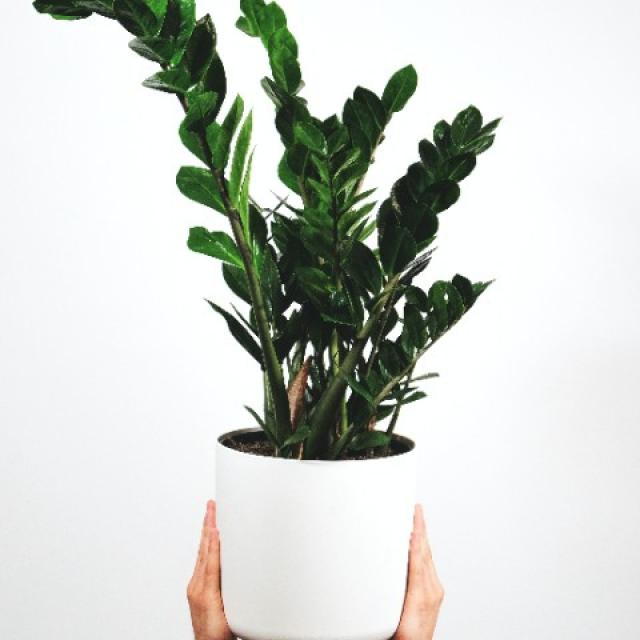 Le Zamioculcas : une plante d'intérieur populaire pour sa simplicité d'entretien