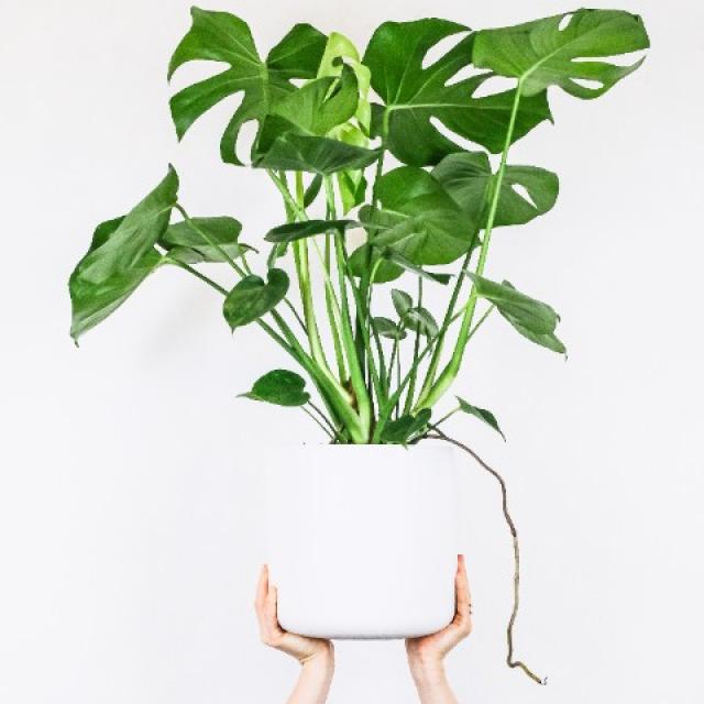 Le Monstera : une plante d'intérieur populaire