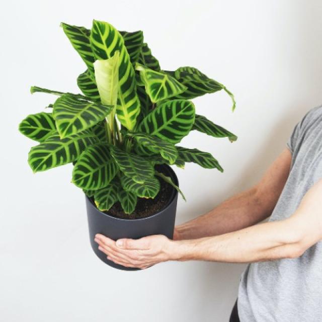 Plante Calathea : plantes d'intérieur élégantes et colorées !