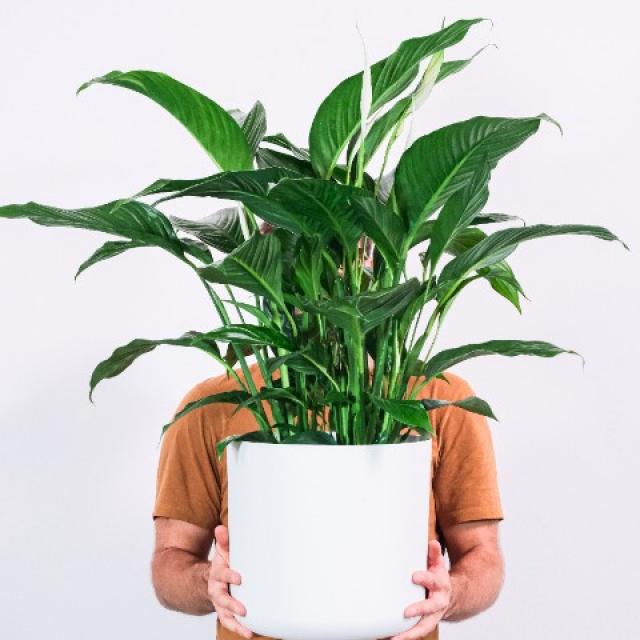 Spathiphyllum (fleurs de lune)