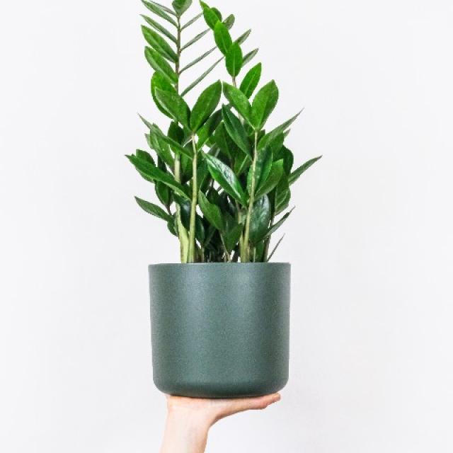 Le Zamioculcas : une plante d'intérieur populaire pour sa simplicité d'entretien