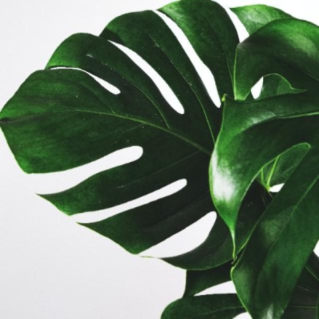 Le Monstera : une plante d'intérieur populaire