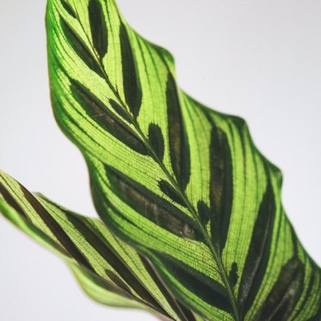Plante Calathea