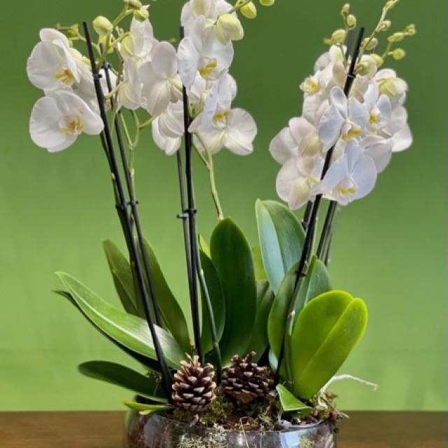 Orchidée Phalaenopsis : une plante exotique d’intérieur! 