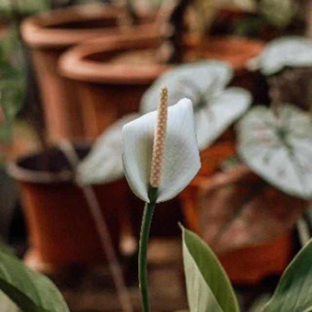 Spathiphyllum (fleurs de lune)