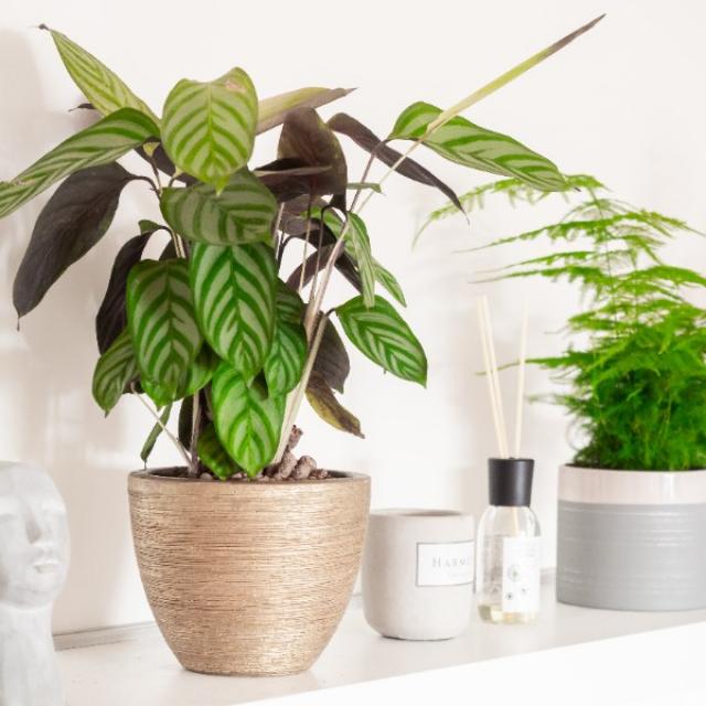 Plante Calathea
