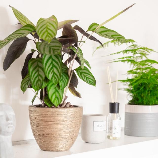 Plante Calathea : plantes d'intérieur élégantes et colorées !