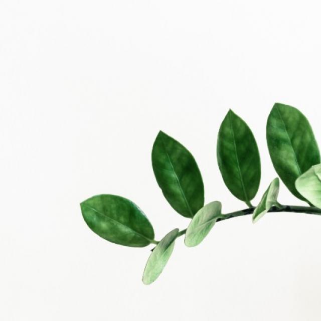 Plante Zamioculcas