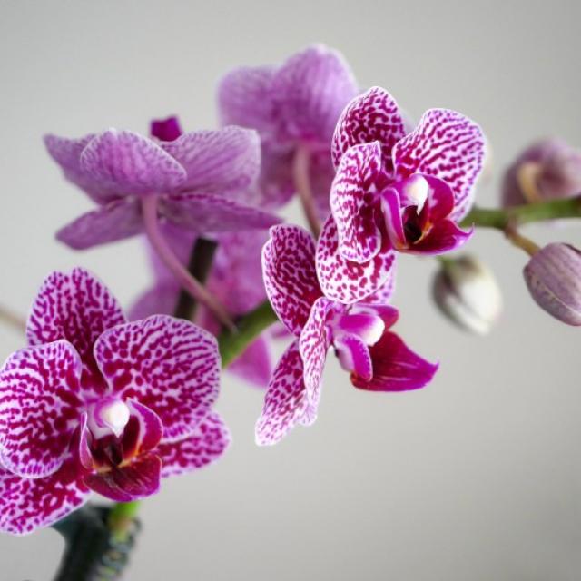 Orchidée Phalaenopsis : une plante exotique d’intérieur! 