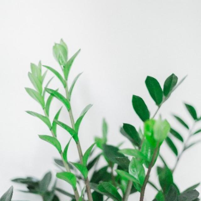 Le Zamioculcas : une plante d'intérieur populaire pour sa simplicité d'entretien