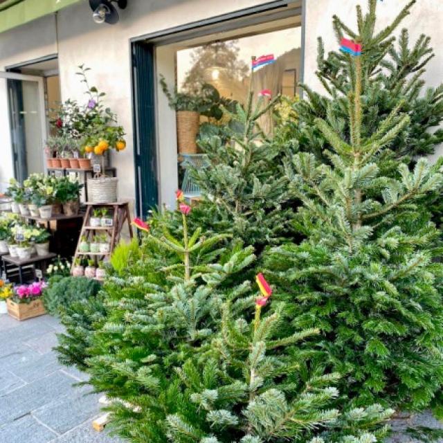 Sapin de Noël - Sapin vert, Sapin blanc - Noël 2024