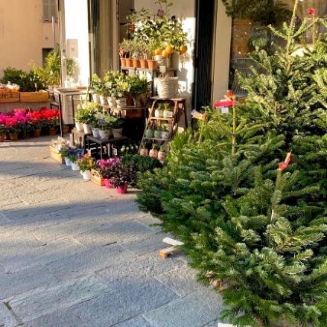 Sapin de Noël - Sapin vert, Sapin blanc - Noël 2024