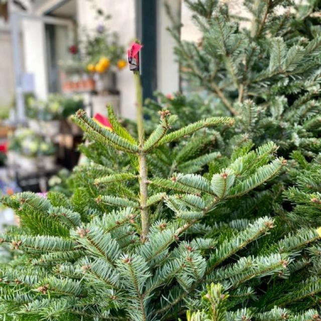 Sapin de Noël - Sapin vert, Sapin blanc - Noël 2024