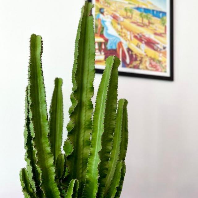 Le cactus : une plante décorative et facile à entretenir